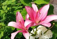 В Пензе оформят 36 цветников