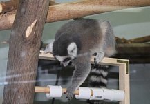 Пензенский зоопарк объявил о благотворительной акции «Твори добро»