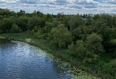 В Пензенской области активно восстанавливают леса