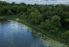 Сурское водохранилище спасут от «цветения» с помощью 10 тонн толстолобика