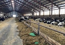 В Пензенской области отмечен рост производства скота, птицы, молока и яиц