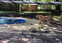 Тигрица в пензенском зоопарке испугалась подарка ко Дню рождения