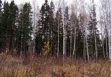 Во вторник в Пензенской области прогнозируются порывы ветра до 19 м/с