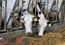 Около 80 тысяч тонн молока получили в Пензенской области за четыре месяца