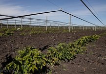 Агроплатформа по выращиванию малины в Бековском районе может стать образцом для АПК
