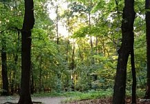 В Пензенской области снова можно посещать леса