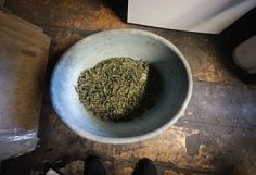 В Пензенской области задержан "садовод", выращивавший более 150 граммов марихуаны