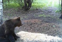 Медведей стали чаще замечать около населенных пунктов в Пензенской области
