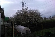  33     2025       