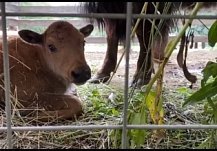 В семье бизонов в пензенском зоопарке случилось пополнение