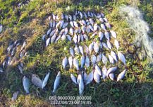 Жителя Шемышейского района поймали на незаконной ловле нерестящейся рыбы