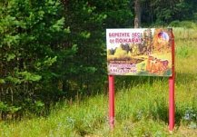 Пензенцам запретили посещать леса