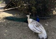 Пензенский зоопарк получит почти 9 млн рублей к 2028 году на пополнение коллекции и сохранение видов