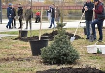 На набережной Суры и в сквере Белинского в Пензе посадили 200 деревьев и кустарников