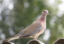 Пензенский зоопарк заявил о пополнении коллекции птиц