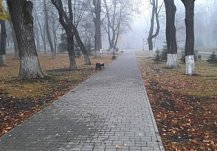 В понедельник в Пензенской области обещают туман с видимостью 200-500 м