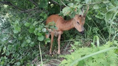 В пензенском Спутнике косуле помогли выбраться из воды