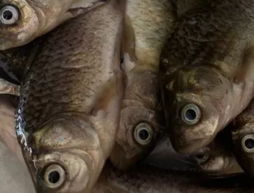 В Пензе поймали рыбного браконьера