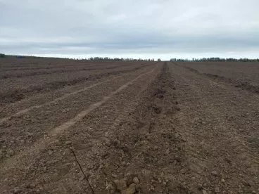 В Городищенском районе высадят яблоневый сад на 80 тыс. деревьев