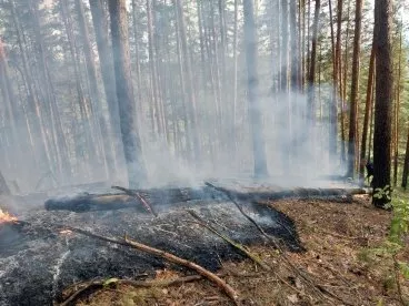 В трех районах Пензенской области в выходные горел лес