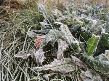 В ночь на воскресенье в Пензе ожидаются заморозки