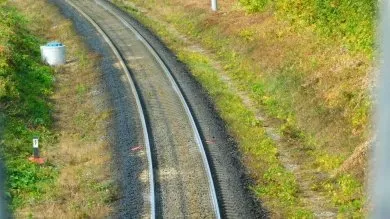 В Городищенском районе лось погиб под колесами грузового поезда