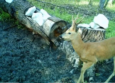 Пензенским охотникам разрешили убить двух благородных оленей и более 900 косуль