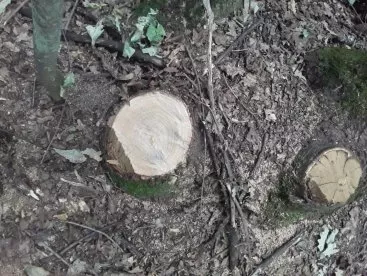 В Пензенском районе браконьер уничтожил дубов на 2,6 млн рублей